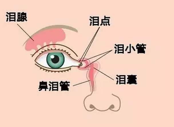 【迎風流淚是病】鼻內(nèi)窺鏡淚道手術(shù)