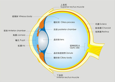告訴你個(gè)“小秘密”：為什么眼睛不怕冷？